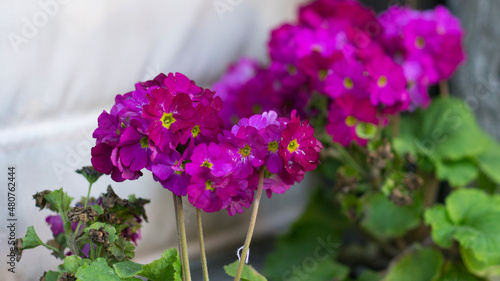 Wallpaper Mural flowers in the garden Torontodigital.ca