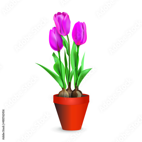 Pink tulips flowers in a plastic shipping pot for holiday gift, room decor or garden planting. Vector illustration for interior design, flower shop advertising, other. 