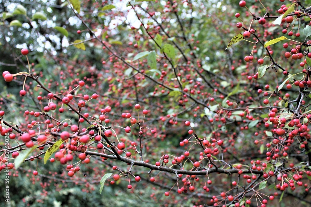 Red Berries on Branches Red Berries on Branches