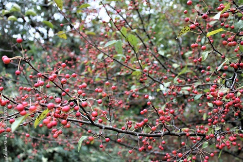 Red Berries on Branches