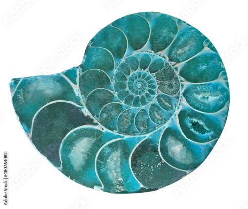 Bild auf Leinwand dark cyan ammonite spiral on white