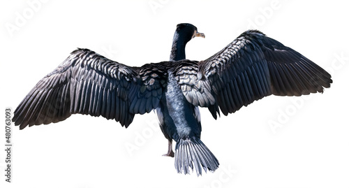 Fotografija flying large cormorant isolated on white