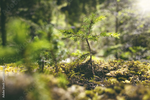 Foto Small conifer tree growing on a sunlit forest floor
