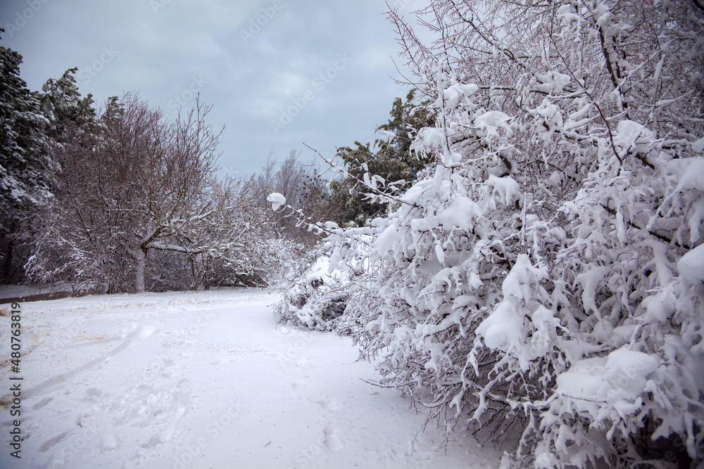 Winter landscape from snow forest. Bulgaria resorts