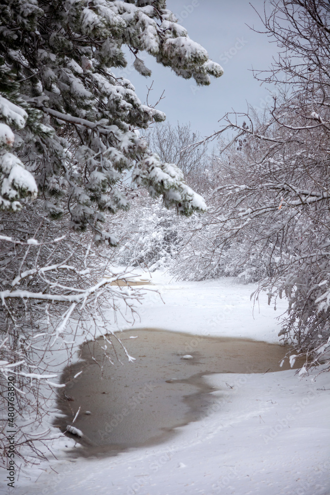 Winter landscape from snow forest. Bulgaria resorts