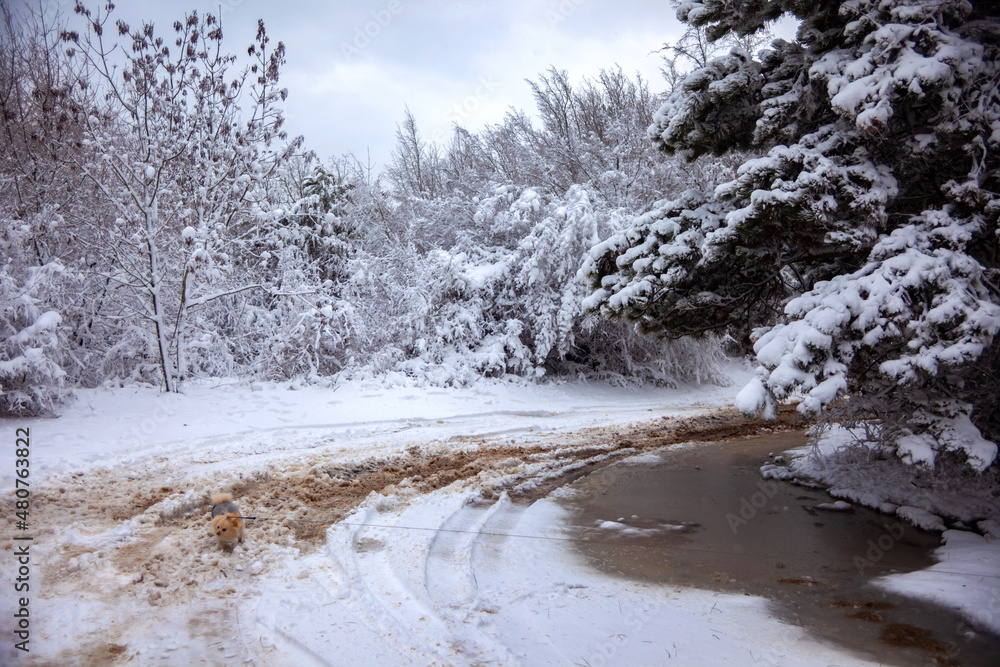 Winter landscape from snow forest. Bulgaria resorts