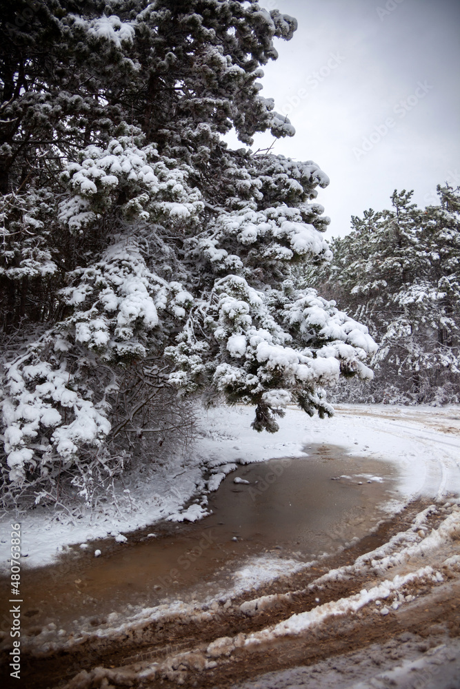 Winter landscape from snow forest. Bulgaria resorts