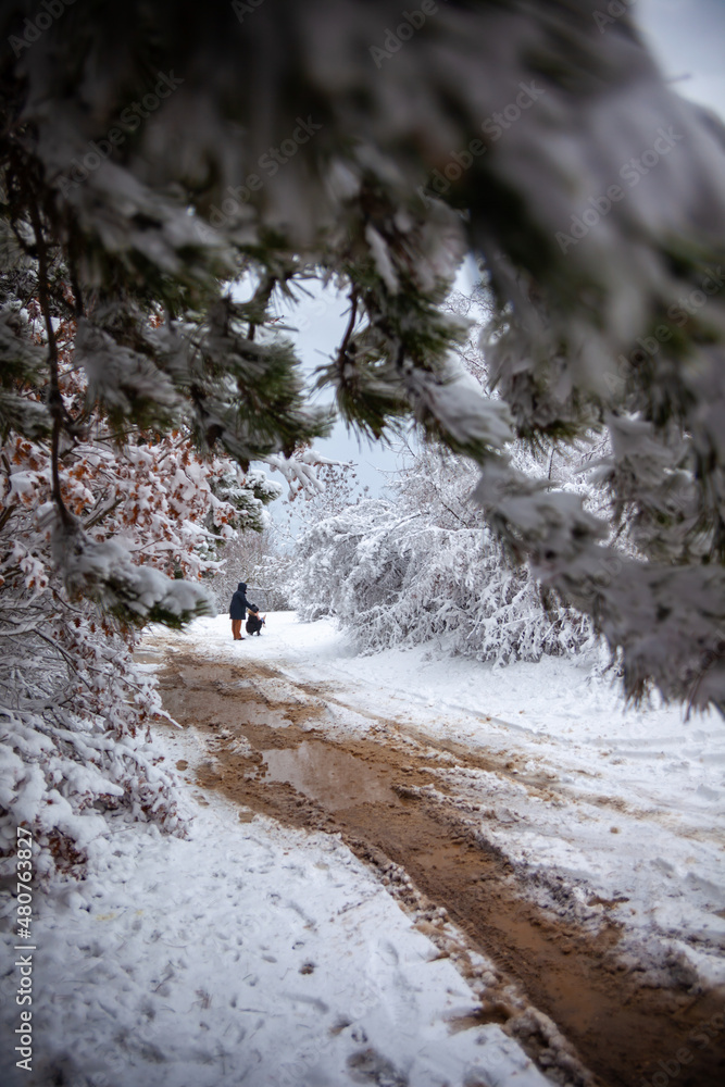 Winter landscape from snow forest. Bulgaria resorts