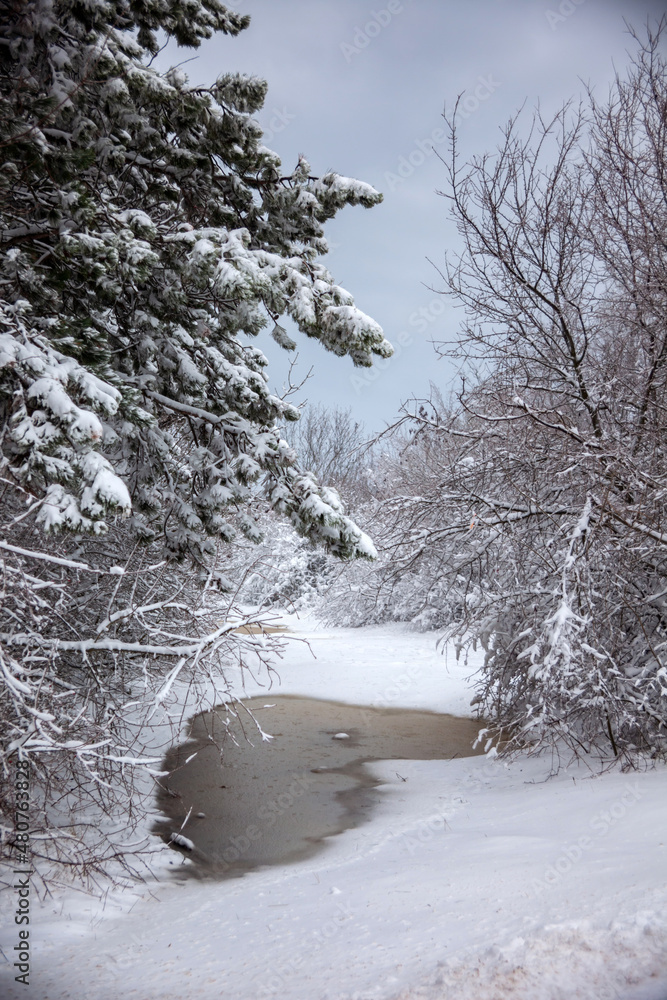 Winter landscape from snow forest. Bulgaria resorts