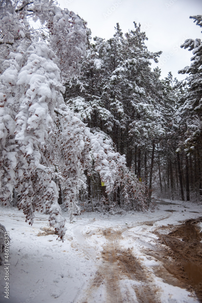 Winter landscape from snow forest. Bulgaria resorts