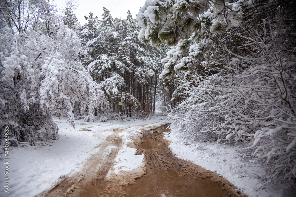 Winter landscape from snow forest. Bulgaria resorts