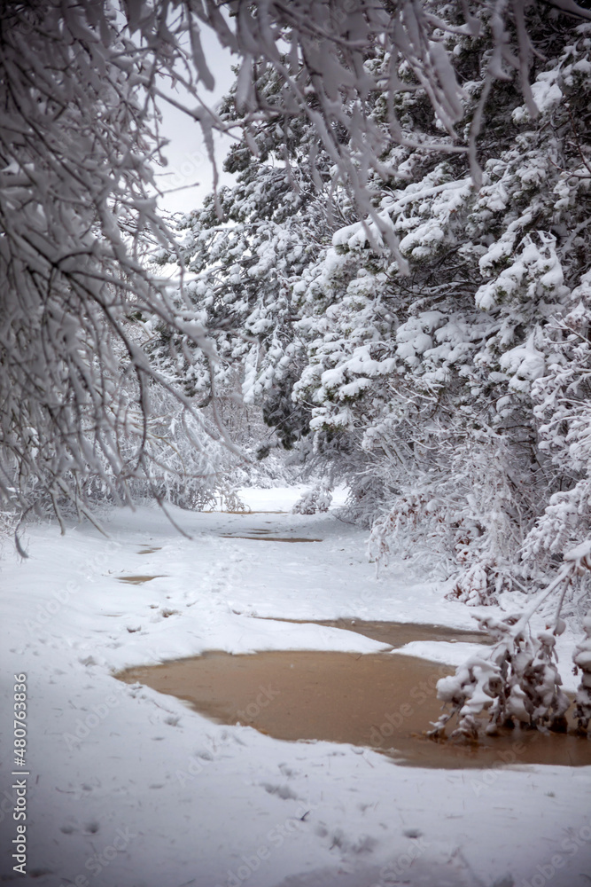 Winter landscape from snow forest. Bulgaria resorts