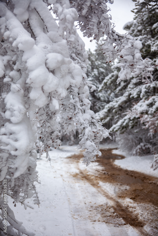 Winter landscape from snow forest. Bulgaria resorts