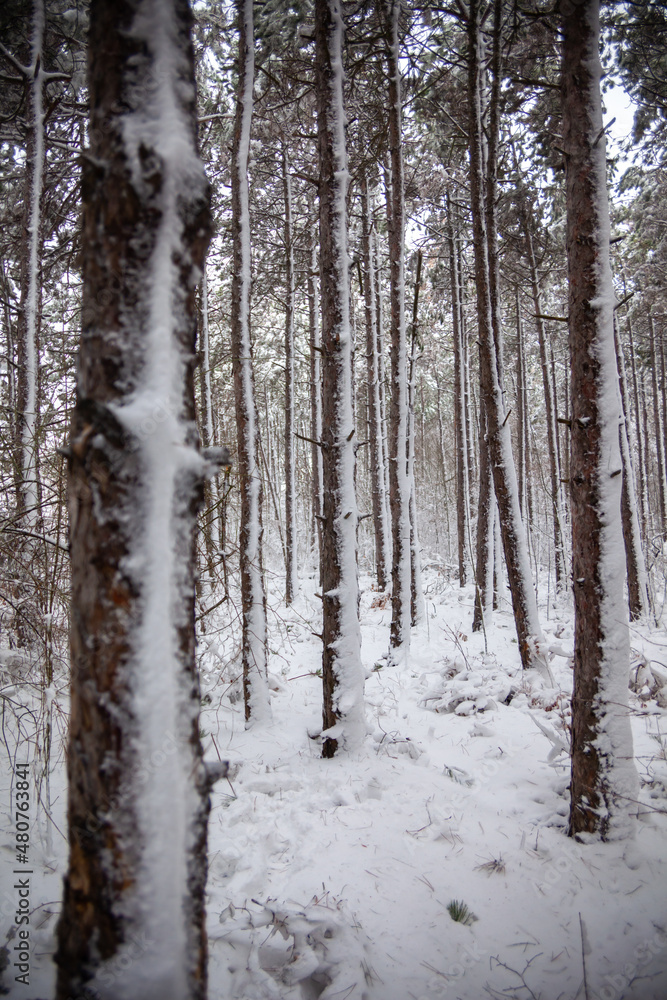 Fototapeta premium Winter landscape from snow forest. Bulgaria resorts