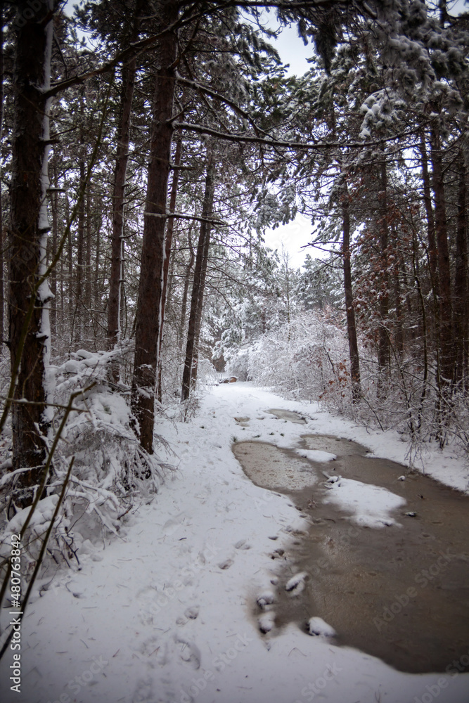 Winter landscape from snow forest. Bulgaria resorts
