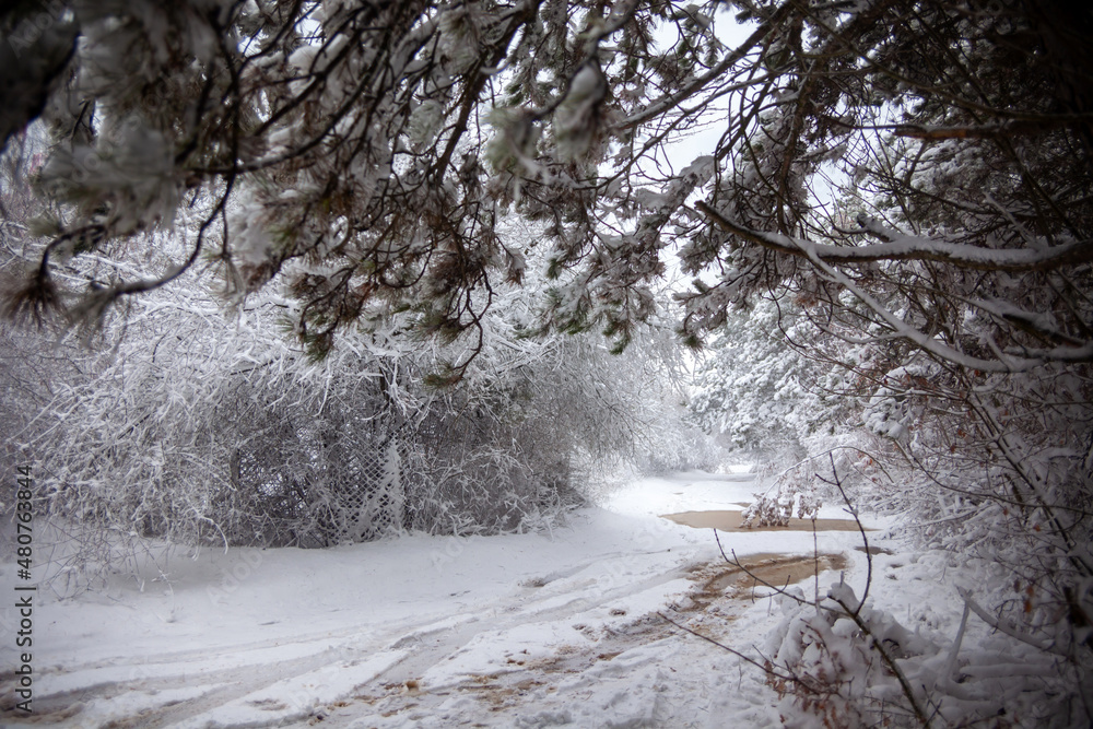 Winter landscape from snow forest. Bulgaria resorts
