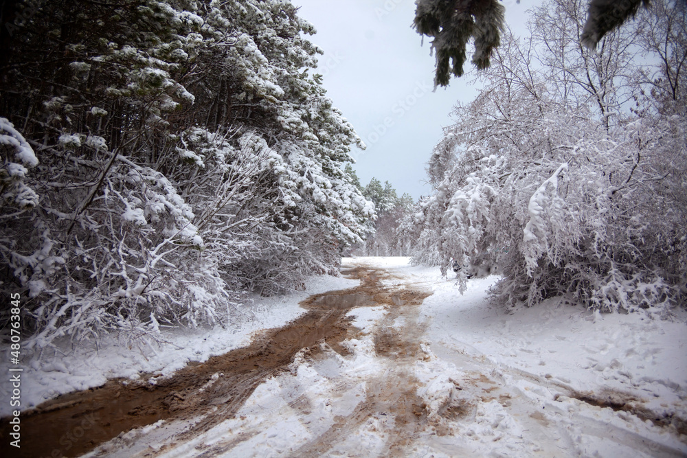 Winter landscape from snow forest. Bulgaria resorts