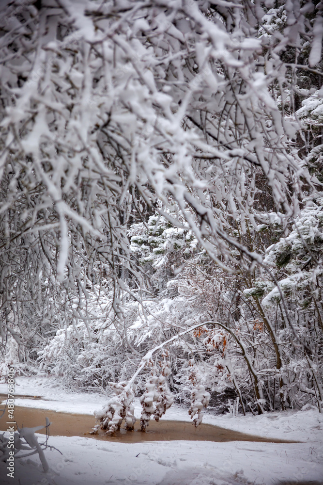 Winter landscape from snow forest. Bulgaria resorts