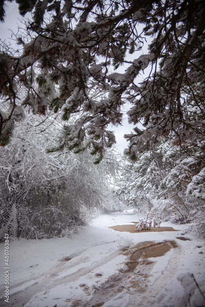 Winter landscape from snow forest. Bulgaria resorts