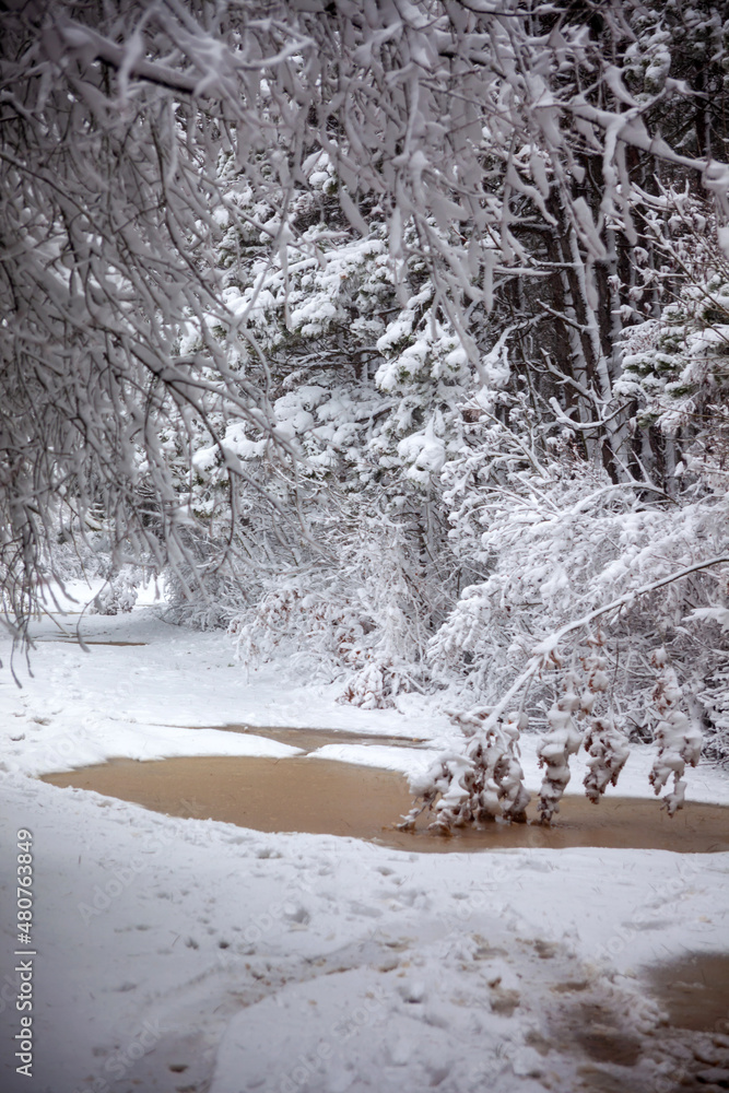 Winter landscape from snow forest. Bulgaria resorts