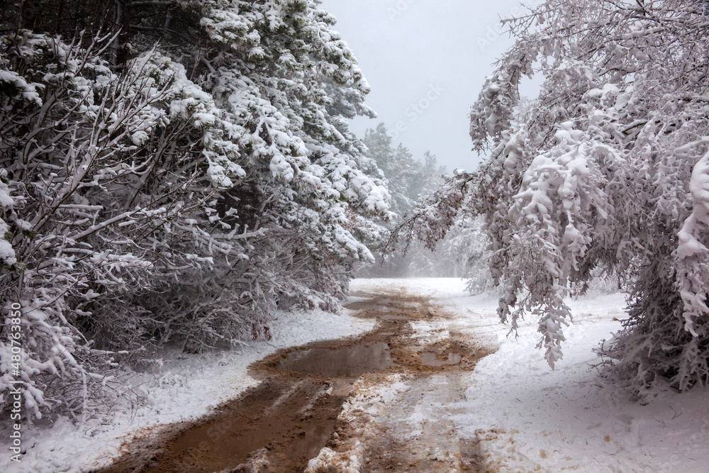 Winter landscape from snow forest. Bulgaria resorts