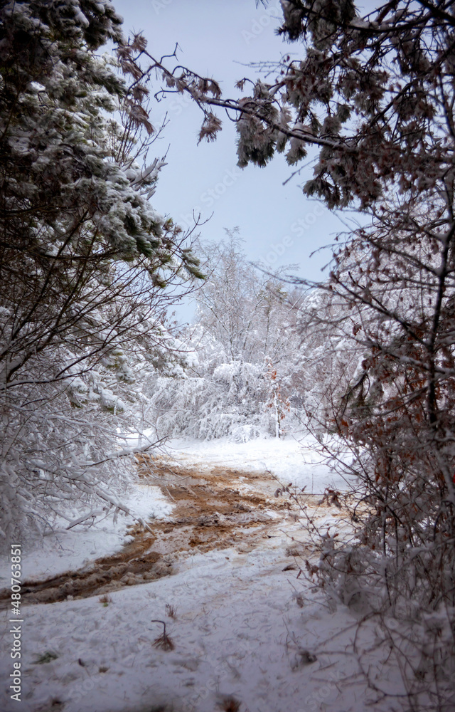 Winter landscape from snow forest. Bulgaria resorts