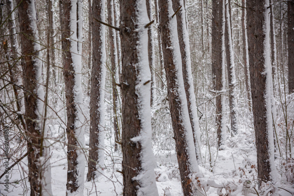 Winter landscape from snow forest. Bulgaria resorts