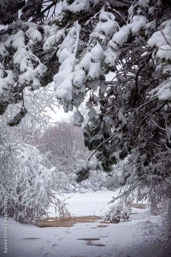 Winter landscape from snow forest. Bulgaria resorts