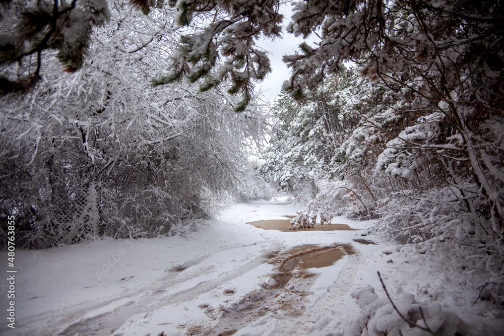 Winter landscape from snow forest. Bulgaria resorts