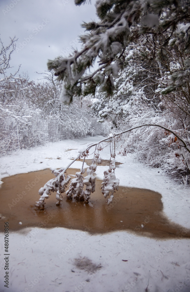 Winter landscape from snow forest. Bulgaria resorts