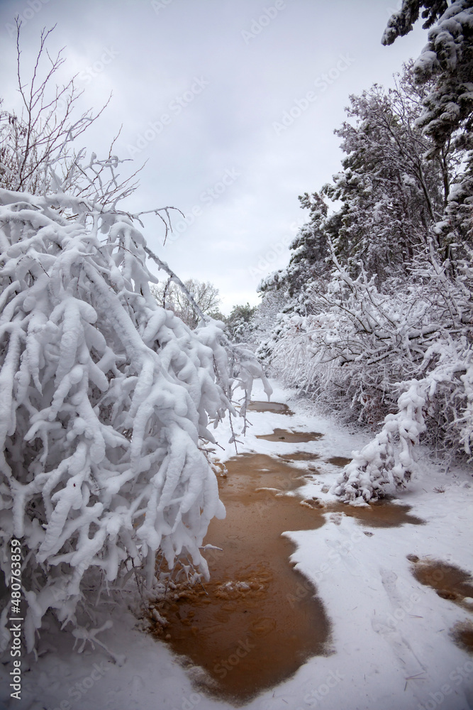 Winter landscape from snow forest. Bulgaria resorts