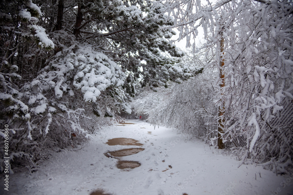 Winter landscape from snow forest. Bulgaria resorts