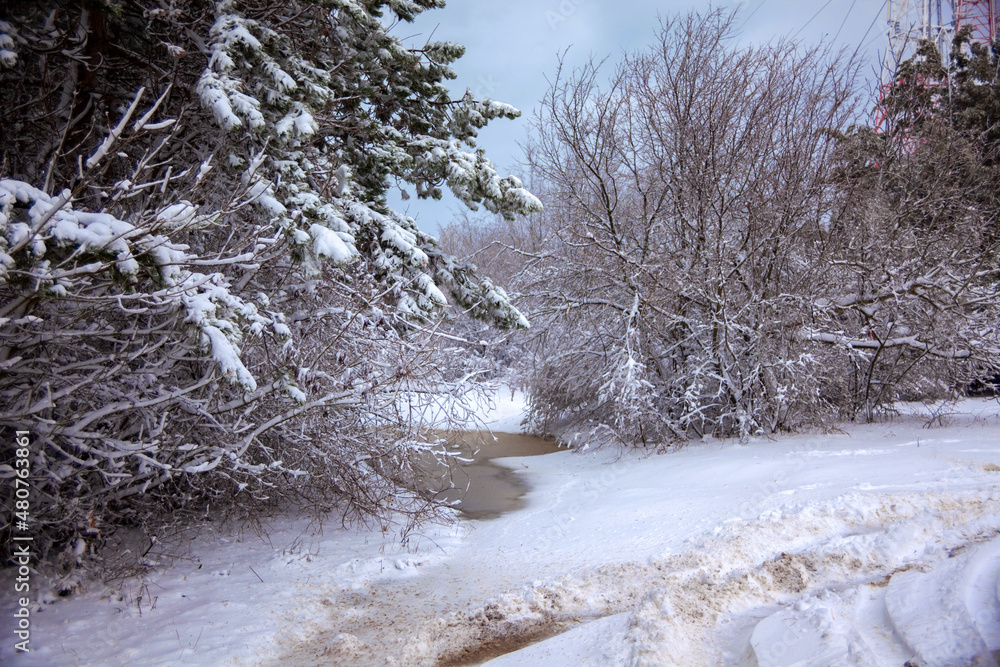 Winter landscape from snow forest. Bulgaria resorts