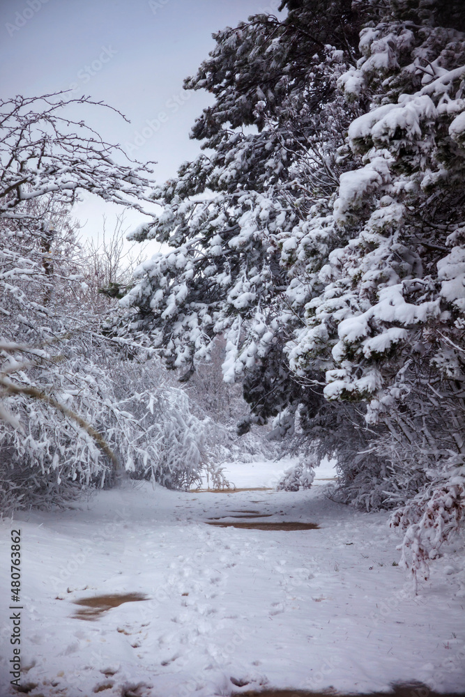 Winter landscape from snow forest. Bulgaria resorts