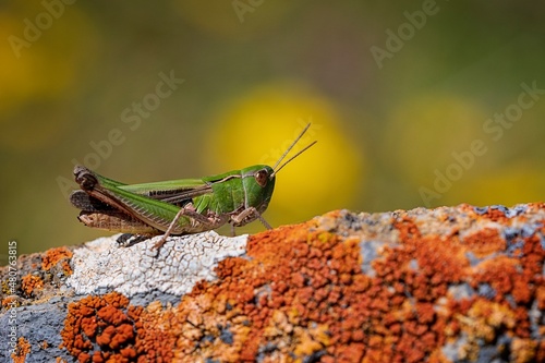 Orthoptera are paurometabolic insects with chewy mouthparts. photo