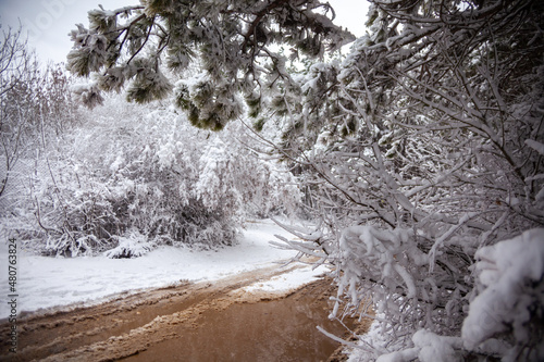 Winter landscape from snow forest. Bulgaria resorts