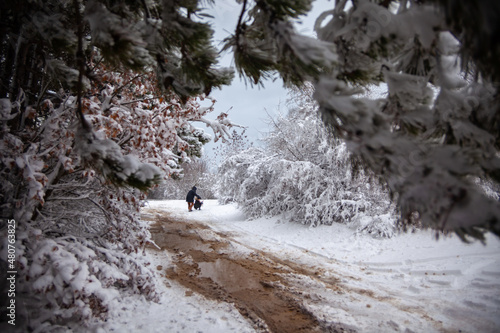 Obraz na płótnie Winter landscape from snow forest. Bulgaria resorts w salonie