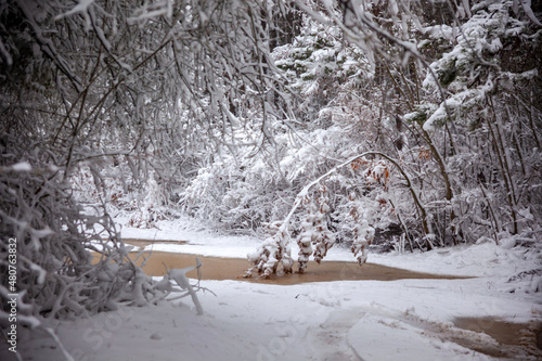 Winter landscape from snow forest. Bulgaria resorts