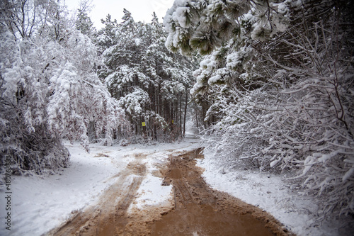 Obraz na płótnie Winter landscape from snow forest. Bulgaria resorts w salonie