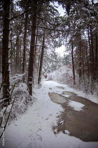 Obraz na płótnie Winter landscape from snow forest. Bulgaria resorts w salonie