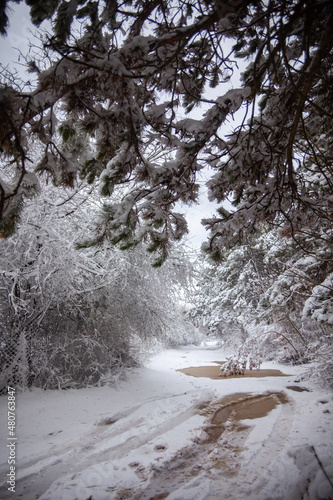 Obraz na płótnie Winter landscape from snow forest. Bulgaria resorts w salonie