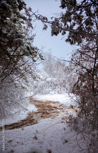 Obraz na płótnie Winter landscape from snow forest. Bulgaria resorts w salonie