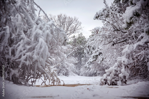 Winter landscape from snow forest. Bulgaria resorts