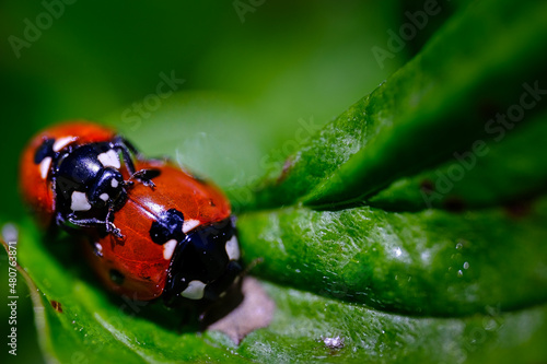 Marienkäfer bei der Paarung - Ladybug
