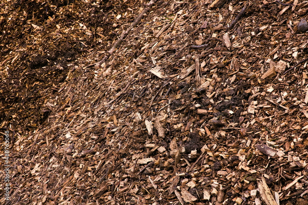 Fresh woodchips in close view Fresh woodchips in close view