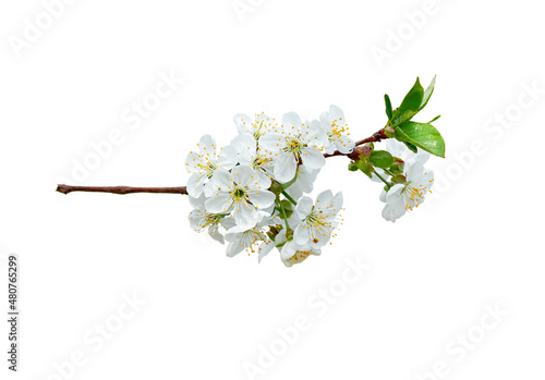 branch of cherry tree with white flowers on white background