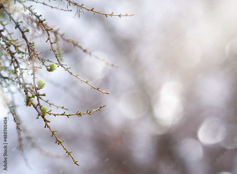 Twigs with small green leaves in selective focus on blurry background. Spring background Twigs with small green leaves in selective focus on blurry background. Spring background