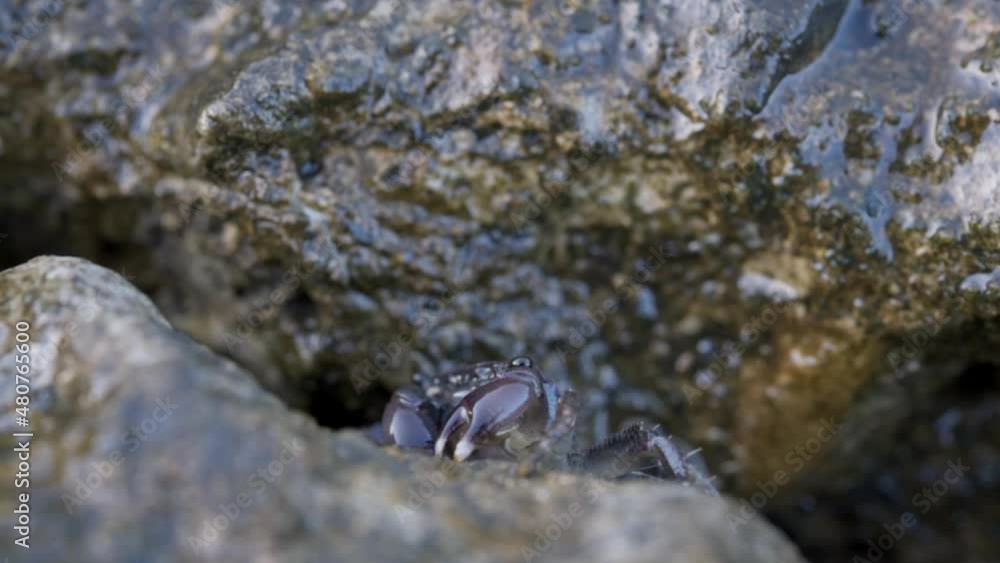 Sea brown crab emerging from a rock hole and blowing bubbles Sea brown crab emerging from a rock hole and blowing bubbles