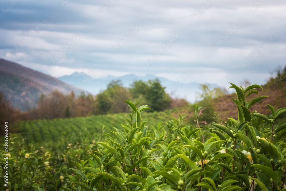 Beautiful area of tea plantations. In the foreground are tea fall. Tea plantation in autumn. Landscapes in Sochi Beautiful area of tea plantations. In the foreground are tea fall. Tea plantation in autumn. Landscapes in Sochi
