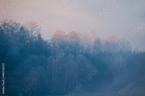 Group of winter trees on misty fog illuminated with sunrise light